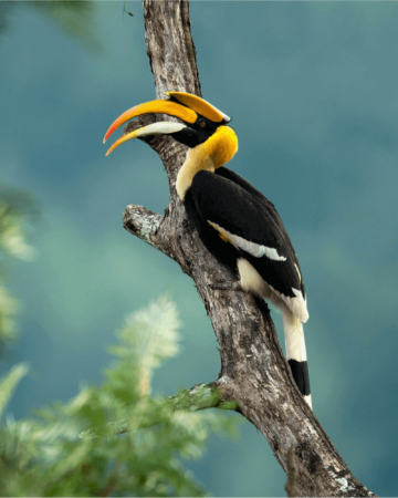 Birding